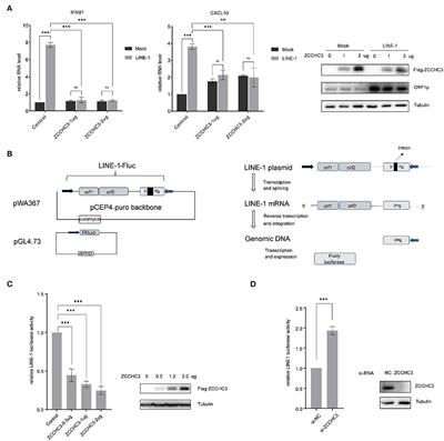 The Zinc-Finger protein ZCCHC3 inhibits LINE-1 retrotransposition